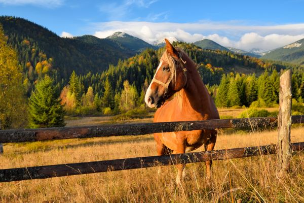 Pasture Fence Replacement